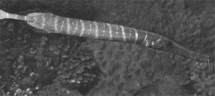 Флейторыл, или рыба-труба (Aulostomus). 