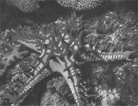  Морская звезда ореастер (0reaster) часто встречается в коралловых джунглях. 
