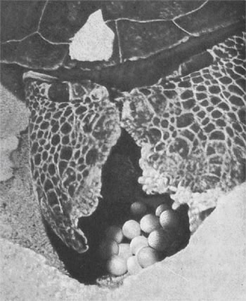  Каждая черепаха может отложить более сотни яиц. 