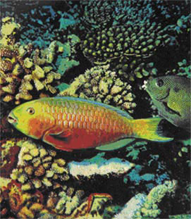  Самка рыбы-попугая (Scarus) среди кораллов, которыми она питается. Позади нее сиган, или пестряк (Siganus). 