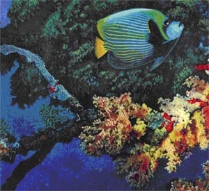 Одна из самых красивых рыб, обитающих среди коралловых массивов, Holacanthus imperator. Она проплывает среди узорчатых алъционарий редких оттенков - от розового до голубого.
