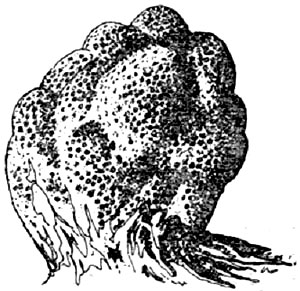 Массивная колония Porites, мадрепоровых кораллов, состоящих из крохотных чаш. Колонии имеют пористую структуру, округлую форму, иногда достигают высоты нескольких метров. 
