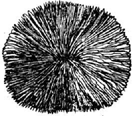  Fungia, одиночный мадрепоровый коралл, ведет прикрепленный образ жизни, в ранний период развития и свободно лежит на грунте - во взрослом состоянии. Заметны септы - перегородки, направленные от периферии к центру. 