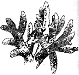 Acropora hebes. Мадрепоровый колониальный коралл с более толстыми, чем у Acropora pharaonis, ветвями. Часто встречается в Красном море. 