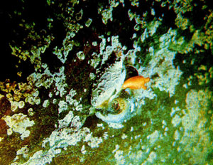 Моллюски опресненного залива