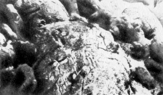 Шаровидные подушки со следами вторичной экструзии, находящиеся в восточной части внутреннего днища, глубина 2680 метров.