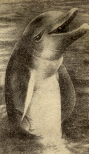 В эксперименте 'Силаб II' принимал активное участие дрессированный дельфин Таффи