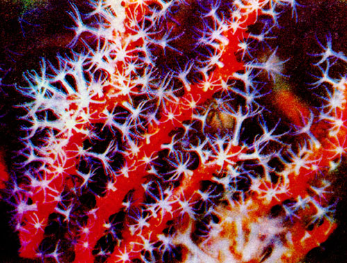 Рис. 14. Сотни, а то и тысячи полипов (Anthozoen) объединены в одной .. веточке кораллового кустика. Их бесполое размножение идет путем деления и почкования. Отдельные особи, связанные между собой канальцами, образующими систему питания, представляют своеобразное живое сообщество. Тонкие, как волоски, щупальца коралловых полипов извлекают из морской воды столь же микроскопические продукты питания. Медленно и непрерывно, веточка за веточкой, заизвестковывающиеся колонии кораллов образуют постепенно целые горы и острова (фото Жакэ)
