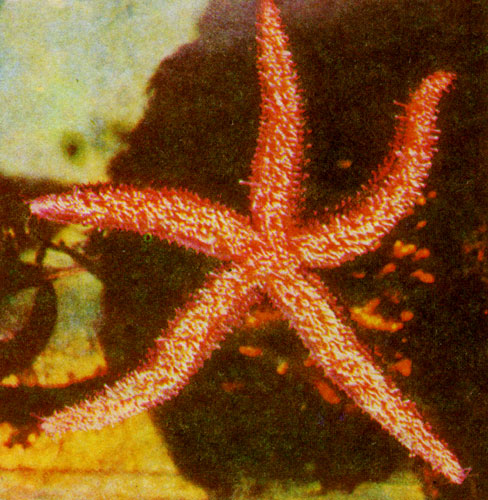 Рис. 32. Эта неописуемо прекрасная красно-коричневая морская звезда - прожорливый разбойник. Она нападает на моллюсков, мелких рыбешек, даже на колючих морских ежей и защищенных панцирем крабов, крепко хватая их своими лучами, покрытыми присосками (фото Клагеса)
