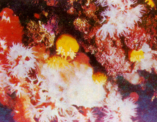 Рис. 23. Не только гигантские рыбы в шесть и более метров длиной скрываются от исследователей под водной гладью. Крошечные, нежные побеги морских растений, неизвестные формы и виды мелких рыбок также приводят в восторг внимательного исследователя морских глубин и подводного фотографа. Как не восхититься, например, этими алыми кораллами и золотыми анемонами? (фото Жакэ)