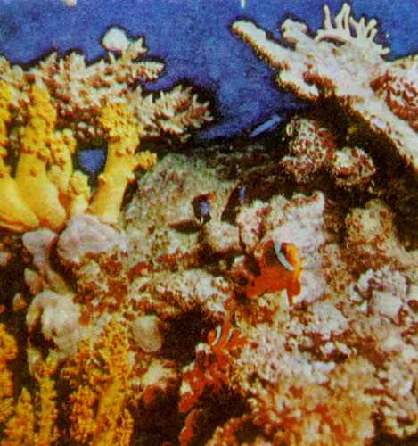 Рис. 35. Кораллы и коралловые рыбки. Эти морские жители очень хорошо приживаются в зоологических садах и домашних аквариумах, если возможно создать им подходящие условия (фото Хасса)