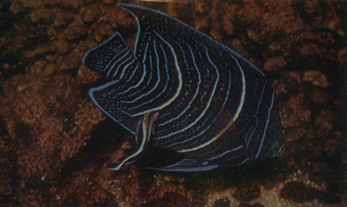    (Pomacanthus semieircularis)