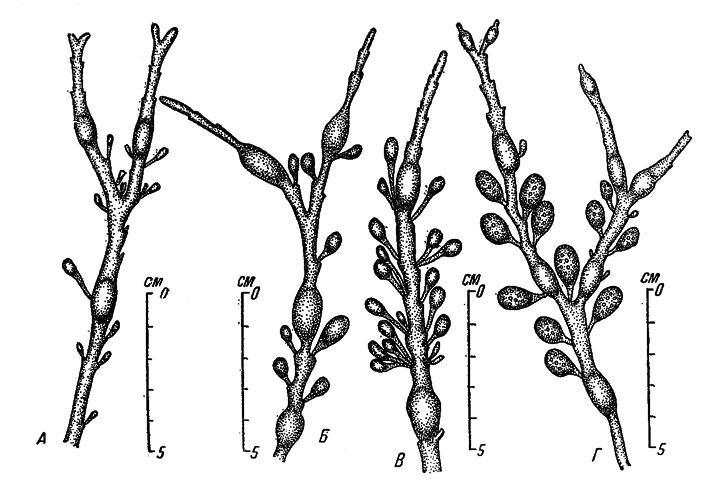 Рис. 48. Сезонные изменения внешнего вида верхней части слоевища Ascophyllum nodosum на литорали закрытых участков Восточного Мурмана. А - 6 X 1950, Б - 27 I 1951, В - 2 IV 1951, Г - 23 VI 1951