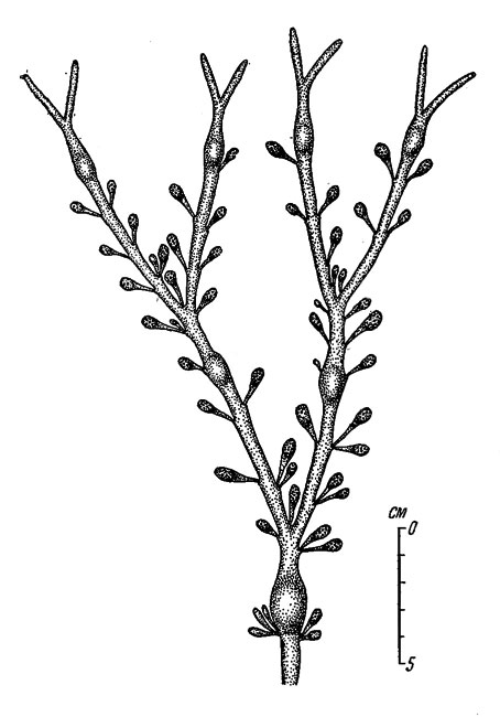 Рис. 49. Верхняя часть слоевища Ascophyllum nodosum (южная часть Онежского залива, август 1 950 г.). На молодых рецептакулах хорошо различимы скафидии (концептакулы)