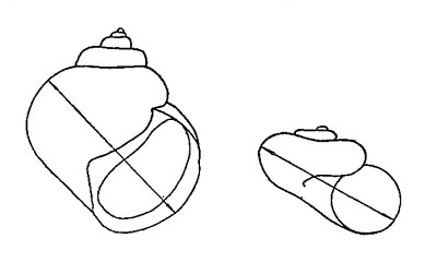 Рис. 54. Направления измерений раковины брюхоногих моллюсков (диаметр последнего завитка раковины)