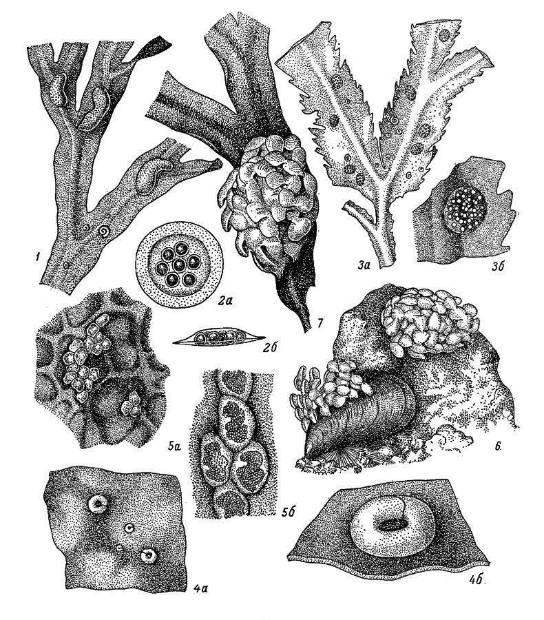 Рис. 55. Кладки моллюсков. 1 - Кладки Littorina obtusaia на слоевище фукоида; 2 - Пелагические яйцевые капсулы L. littorea: а - сверху, б - вид сбоку; 3 - Кладки Lacuna palliduta: a - на слоевище Fucus serratus, б - увеличено; 4 - Кладки L. vincta: а - на слоевище ламинарии, б - увеличено; 5 - Кладки Margariles heiicina: a - на слоевище ламинарии, б - увеличено; 6 - Кладки Buccinum gronlandicum на камне и на раковине мидии; 7 - Кладка В. undatum на слоевище фукоида