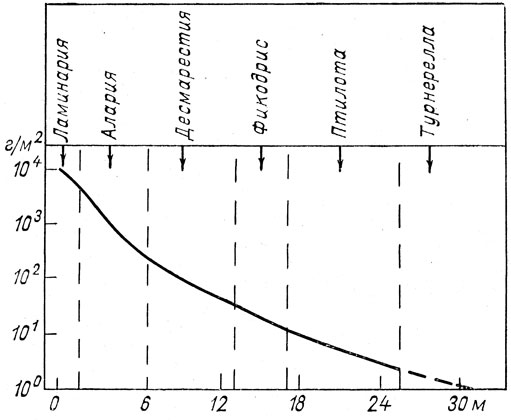 Рис. 36. Распределение биомассы макрофитов в направлении от берега в Баренцевом море [М. В. Пропп, 1971]. 