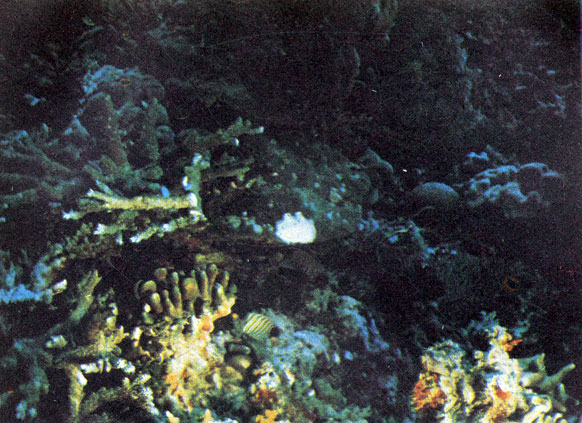 Коралловый риф - причудливое переплетение колоний разных видов кораллов. Их населяет множество разнообразных животных, находящих здесь пищу и убежище. Фото М. Проппа