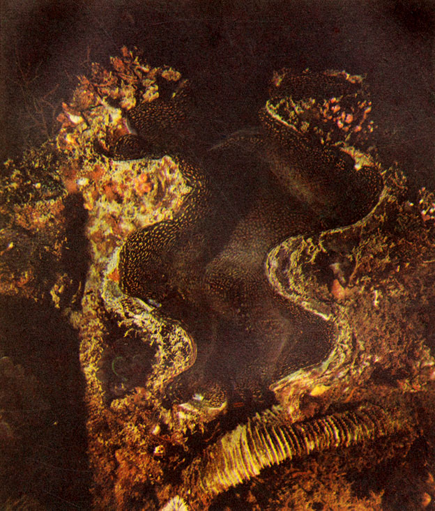 Тридакны - самые крупные в океане моллюски. В тканях их тела поселяются симбионтные водоросли, которые и обусловливают его окраску. Фото М. Проппа