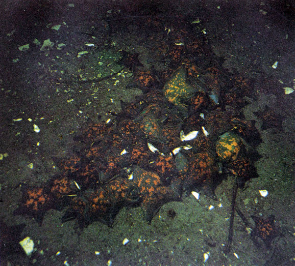 Гребешковая патирия встречается в Японском море практически повсеместно. Обнаружив пищу (обычно это мертвое животное), эти звезды собираются большими группами. Фото А. Голубева