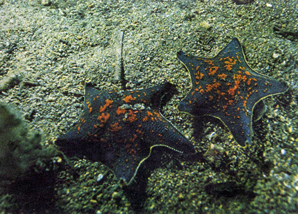 Гребешковая патирия встречается в Японском море практически повсеместно. Обнаружив пищу (обычно это мертвое животное), эти звезды собираются большими группами. Фото А. Голубева