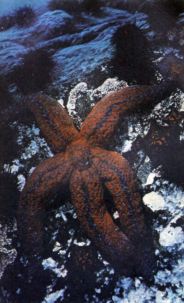 Сетчатая эвастерия - настоящее укращение подводных пейзажей дальневосточных морей. Эти звезды всегда живут на скалах, в местах с чистой и прозрачной водой. Фото А. Голубева