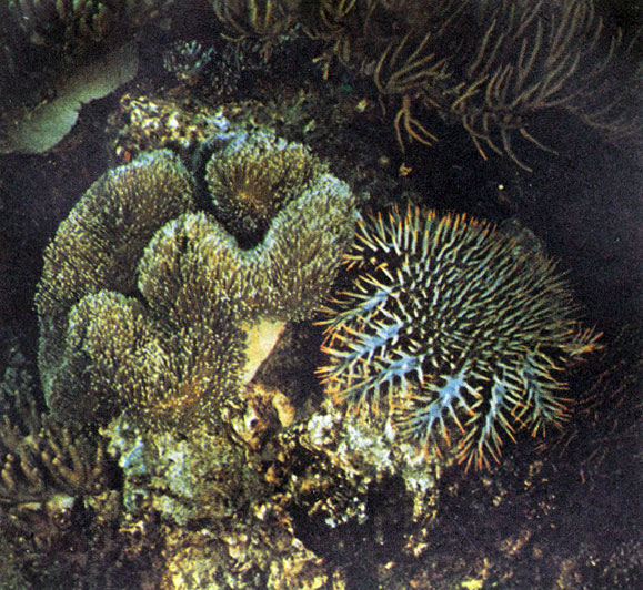 А это - знаменитый акантастер планци, 'терновый венец', гроза коралловых рифов. Фото М. Проппа