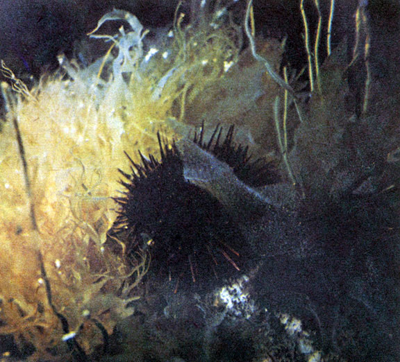 Основная пища морских ежей - водоросли, в их зарослях ежи иногда собираются в огромных количествах. Фото А. Голубева