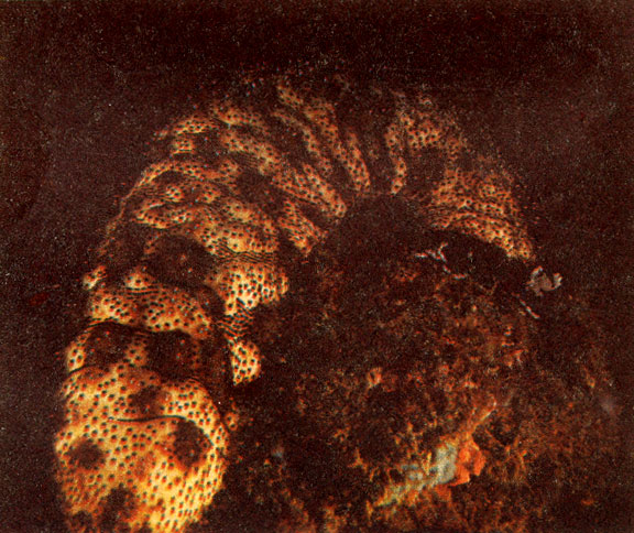 В тропиках можно встретить множество видов голотурий, различающихся размерами, окраской, формой тела. Фото М. Проппа