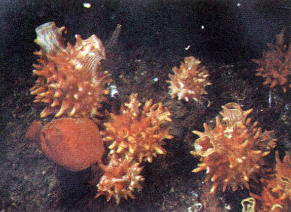 Асцидии (на снимке - бугорчатые и пурпурные халоцинтии) только похожи на растения. Это животные, и притом довольно близкие к позвоночным. Фото А. Голубева