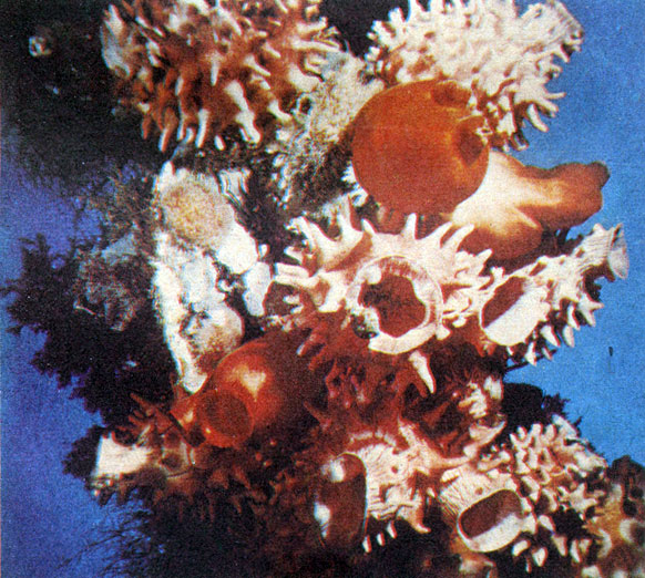 Асцидии (на снимке - бугорчатые и пурпурные халоцинтии) только похожи на растения. Это животные, и притом довольно близкие к позвоночным. Фото А. Голубева