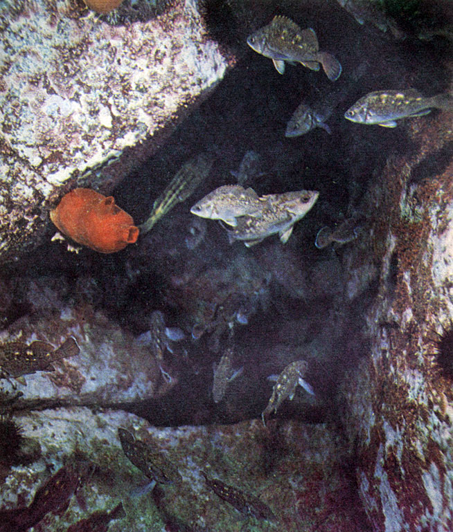 Морские ерши очень оживляют подводные пейзажи залива Петра Великого (Японское море). Чаще всего они встречаются у выдающихся в море скалистых мысов. Фото А. Голубева