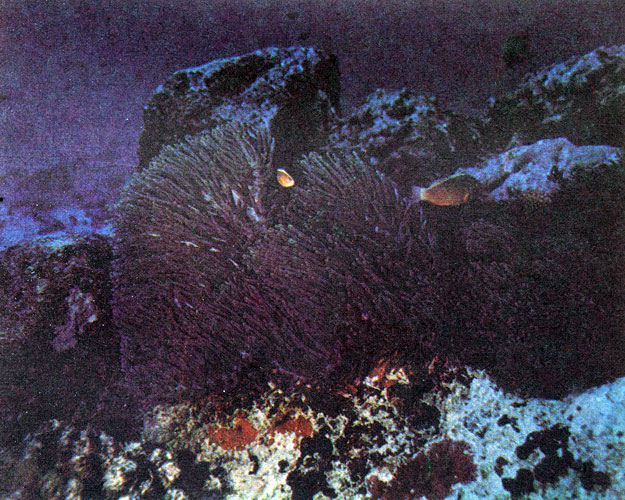 Актинии опасны в основном для разной подводной мелочи, но и человеку некоторые виды могут нанести чувствительные ожоги. Фото М. Проппа