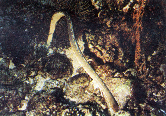 Морские змеи очень ядовиты, но, к счастью, обычно не агрессивны. Фото М. Проппа