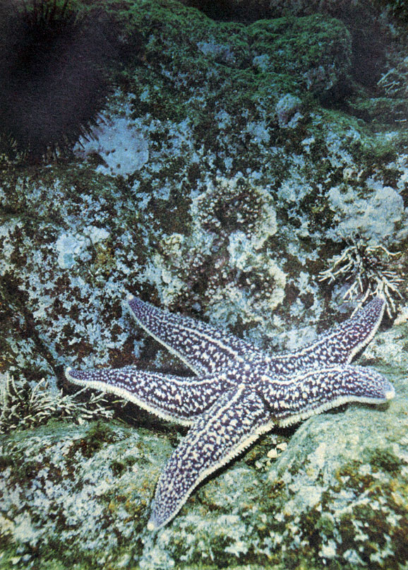 Один из самых обычных обитателей дальневосточных морей - амурская морская звезда. Фото А. Голубева
