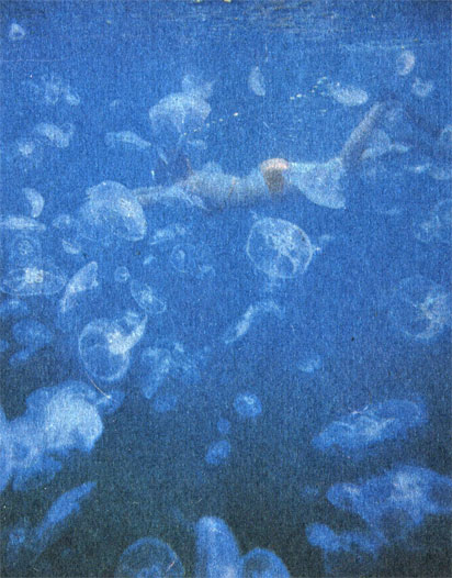 Для черноморских вод среди крупных планктонных животных типичны медузы, особенно медузы аурелии. Фото Г. И. Зеленина