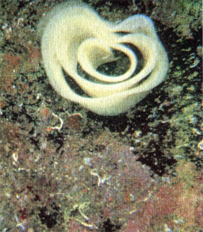 Это не подводный цветок, а кладка голожаберной улитки. Фото В. Л. Меншикова