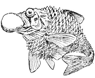 Глубоководная рыба Neoscopelus macrolepidotus, поднятая с глубины 1500 метров. Часть пищевода выдавлена наружу, глаза выпучены