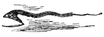 Macropharynx longicaudatus. Примерно 4/5 натуральной величины