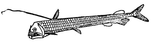 Chauliodus sloanei (саблезубая рыба). Примерно натуральная величина