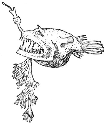 Sinophryne arborifer (глубоководная рыба-черт). Примерно 1/2 натуральной величины