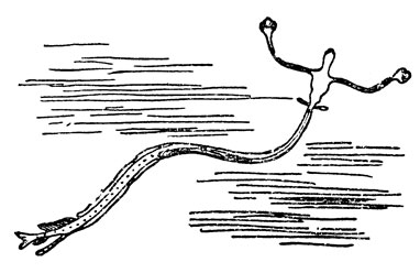 Stylophtalmus paradoxus в стадии личинки. Примерно в 11/2 раза увеличено