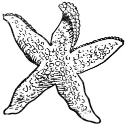 Морская звезда Asterias rubens (нападающая на моллюсков и выедающая их). Примерно 1/4 натуральной величины