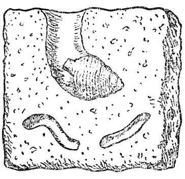 Глубоководный сверлящий моллюск (по рисунку Е. Р. Киселевой)