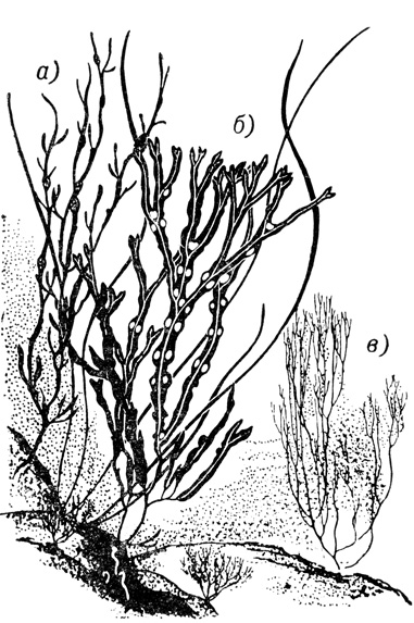   .  - Ascophyllum,  - Fucus vesiculosus,  - Stilophora