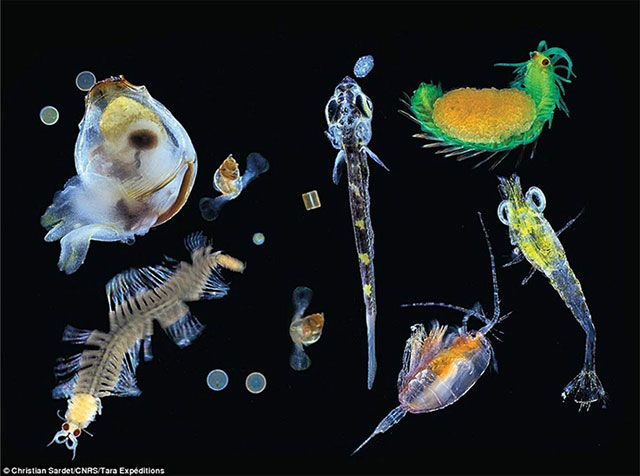    : https://en.wikipedia.org/wiki/Plankton#/media/File:Plankton_species_diversity.jpg